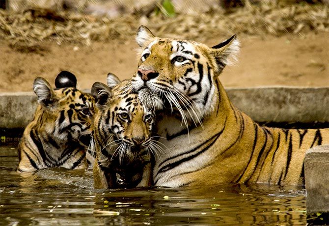 Tiger pix by Debayudh Chattopadhyay