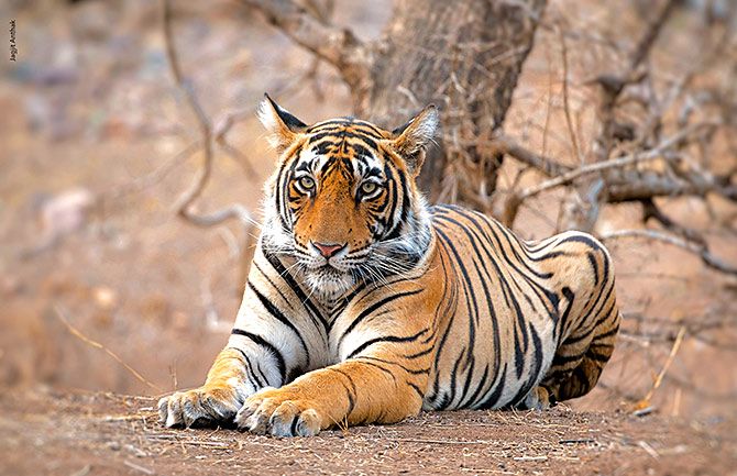 Tiger pix by Jagjit