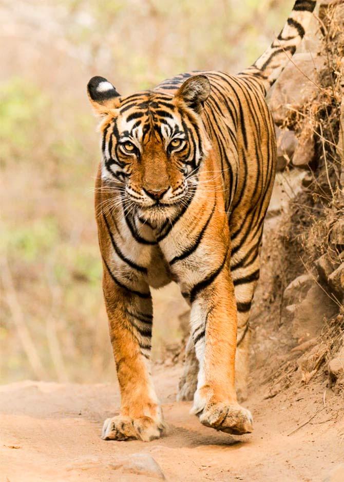 Tiger pix by Shripad Khire