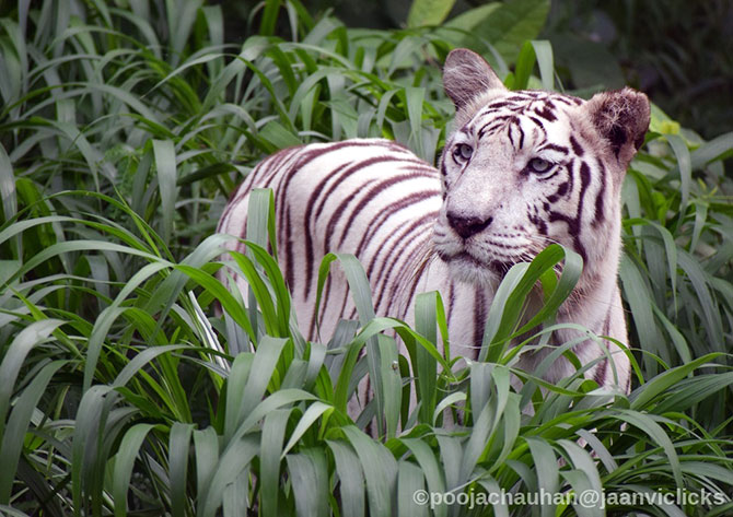 Tiger pix 