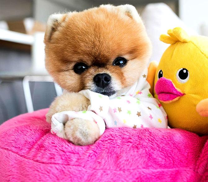 Jiff Pom