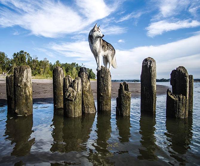 Loki the wolfdog