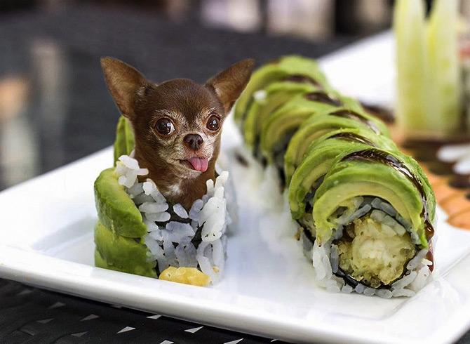 Dogs in Food