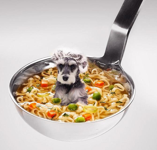 Dogs in Food