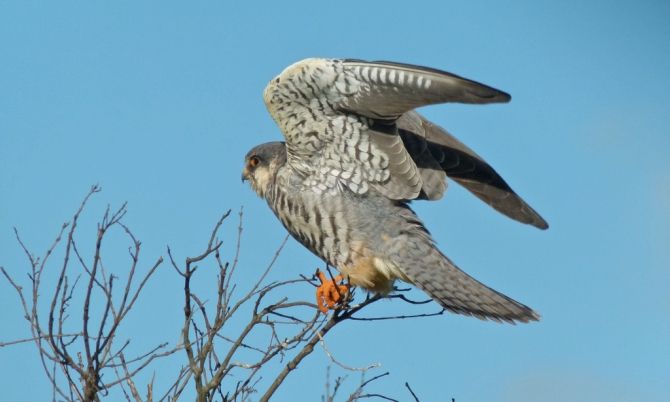 Amur Falcon Female