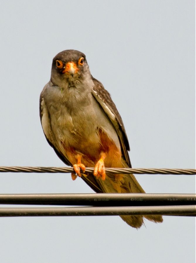 Amur Falcon male