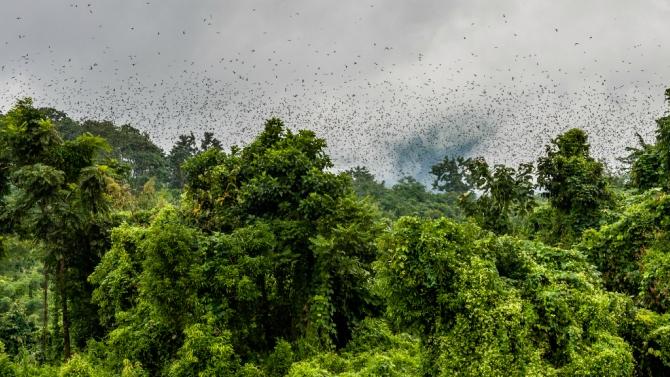 Amur Falcons Roost