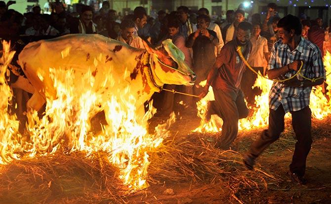 Pix: How India celebrates Makar Sankranti, Pongal, Lohri and Bihu -  Rediff.com