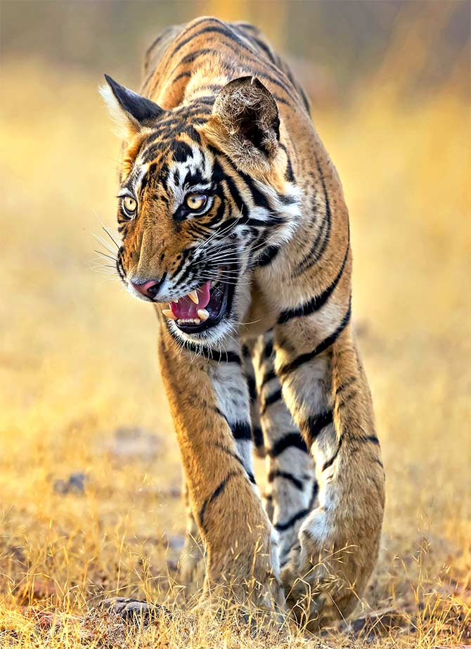 Laadli, Ranthambore by Tapan Sheth