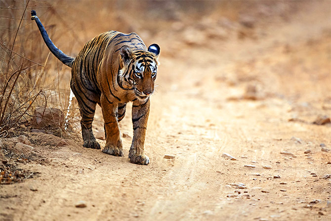 Arrowhead, Ranthambore by Tapan Sheth