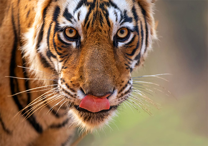 Arrowhead, Ranthambore by Tapan Sheth