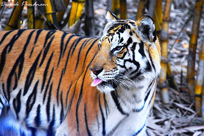 Tiger pic by Deepak Kundnani