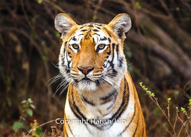 Maaya at Tadoba Andhari Tiger Reserve, Maharashtra