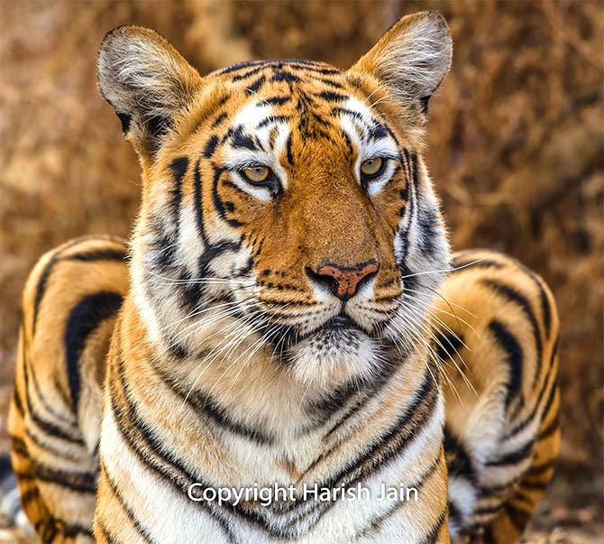 Maaya at Tadoba Andhari Tiger Reserve, Maharashtra