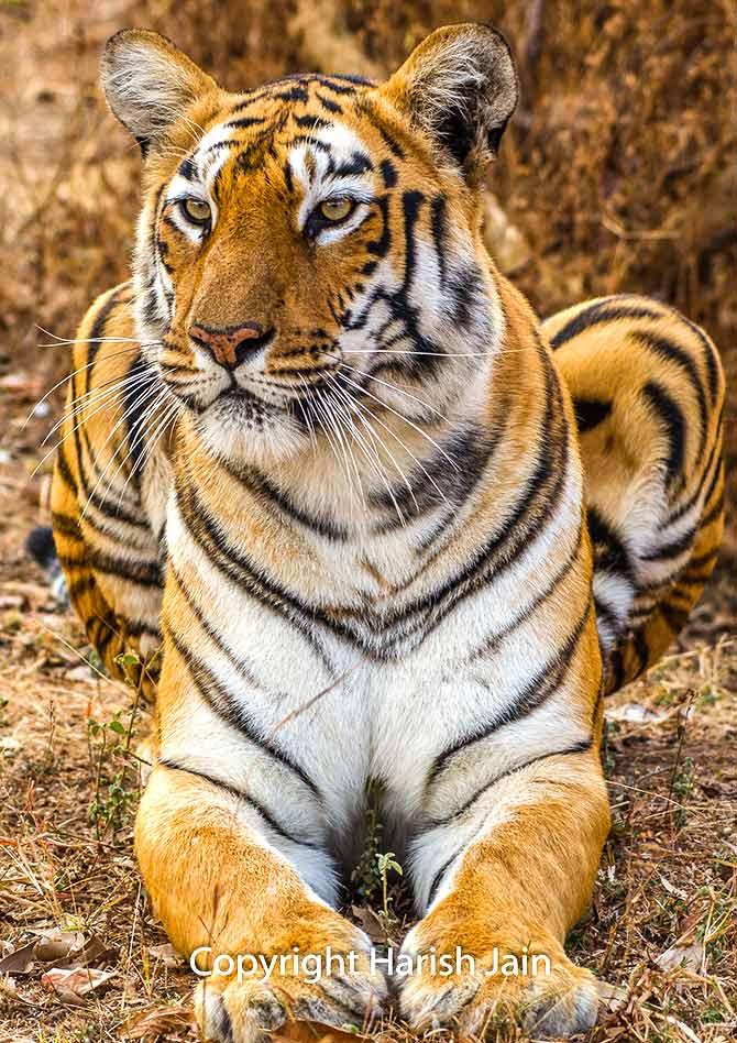 Maaya at Tadoba Andhari Tiger Reserve, Maharashtra