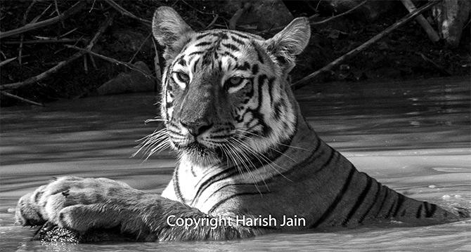 Maaya at Tadoba Andhari Tiger Reserve, Maharashtra