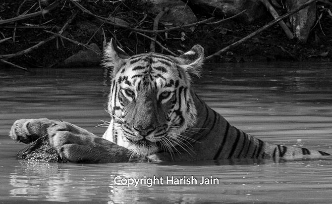 Maaya at Tadoba Andhari Tiger Reserve, Maharashtra