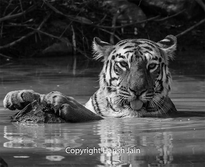 Maaya at Tadoba Andhari Tiger Reserve, Maharashtra