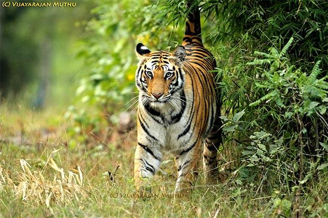 Tiger Spotty at Bandhavgarh Tiger Reserve, Madhya Pradesh, India