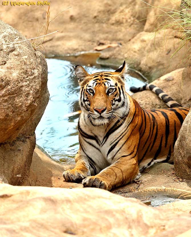 Tiger Spotty at Bandhavgarh Tiger Reserve, Madhya Pradesh, India