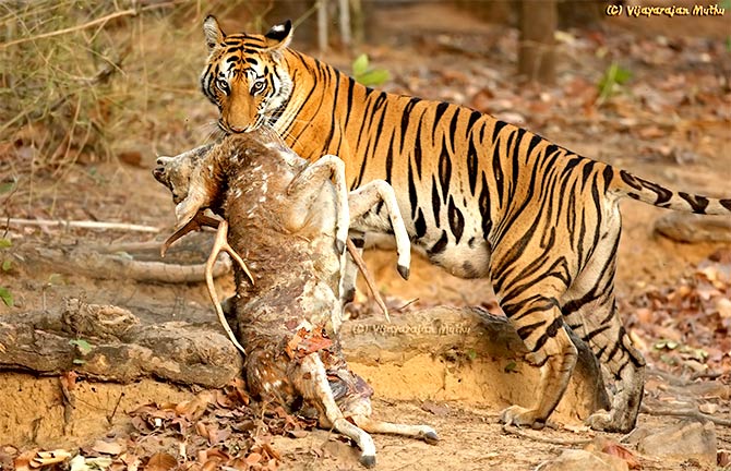 Tiger Spotty at Bandhavgarh Tiger Reserve, Madhya Pradesh, India