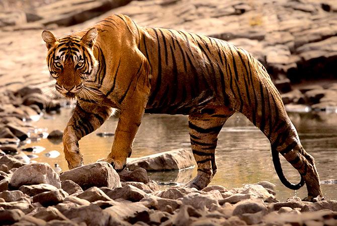 Tiger in Ranthambore by Samuil Kabir