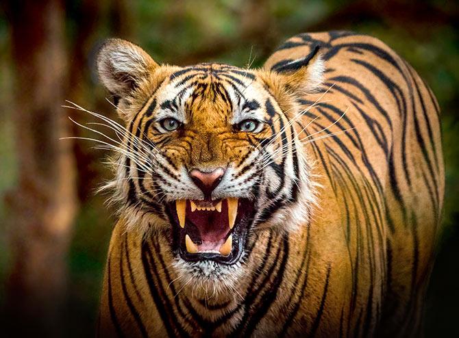 Tiger in Ranthambore by Samuil Kabir