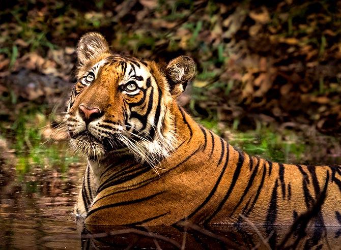 Tiger in Ranthambore by Samuil Kabir