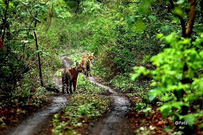 Tiger pic by Pattabhi