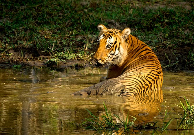 In pix: The tigers of India - Rediff.com Get Ahead