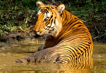 In pix: The tigers of India - Rediff.com Get Ahead