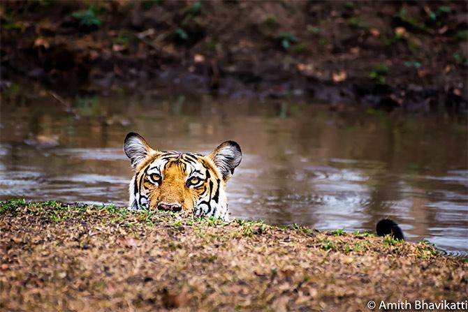 Tiger pix