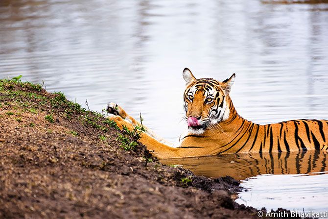 Why we must save our tigers  Get Ahead