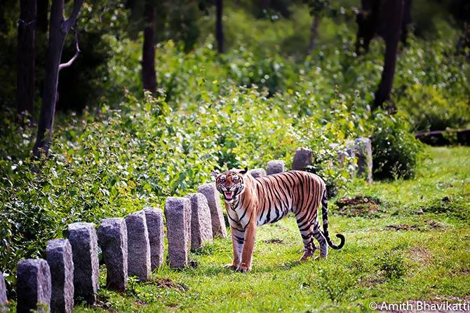 Tiger pix