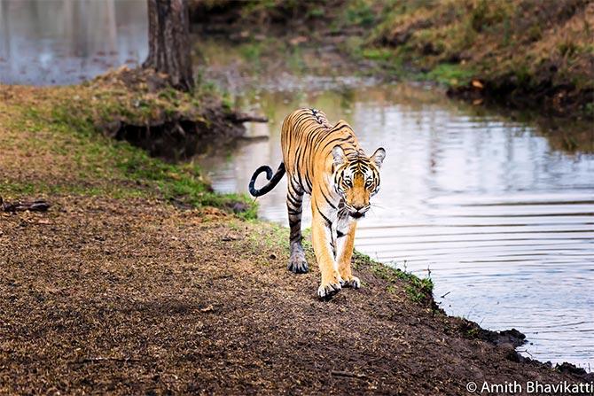 Tiger pix