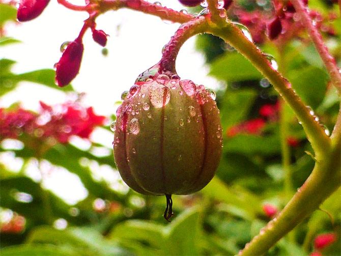 A jatropha bud covered in rain droplets.