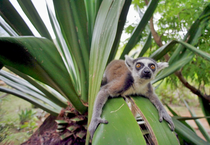 Lemurs Madagascar