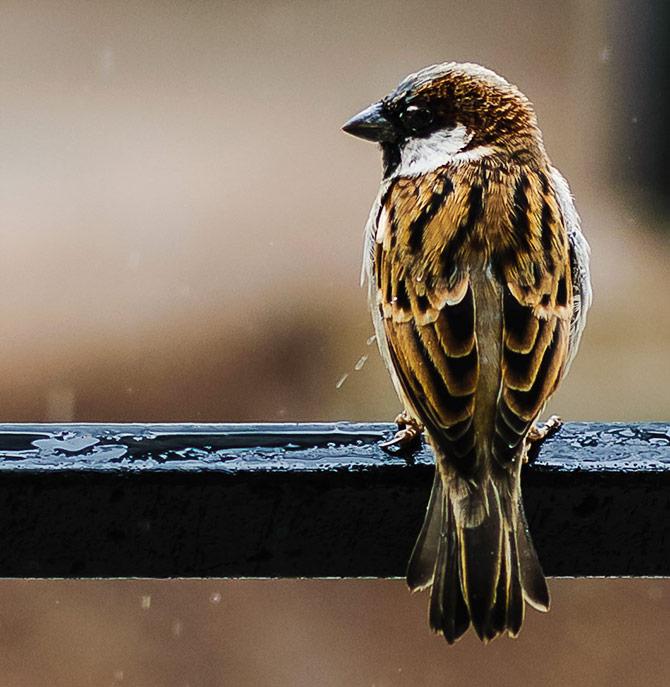 World sparrow day responses by rediff readers