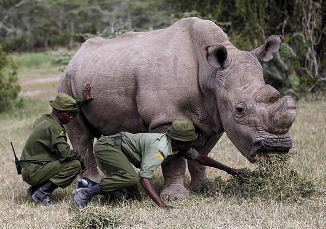 northern white rhinoceros guards