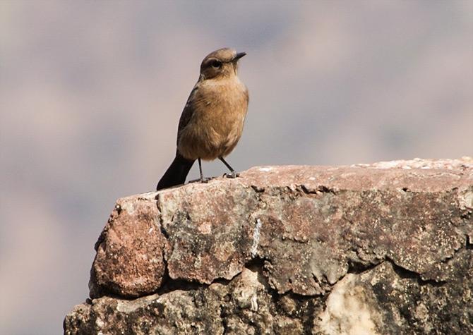 World sparrow day responses by rediff readers