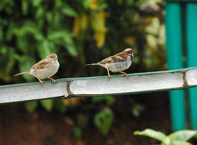 World sparrow day responses by rediff readers