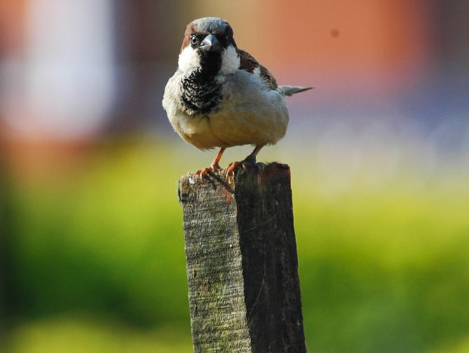 World sparrow day responses by rediff readers