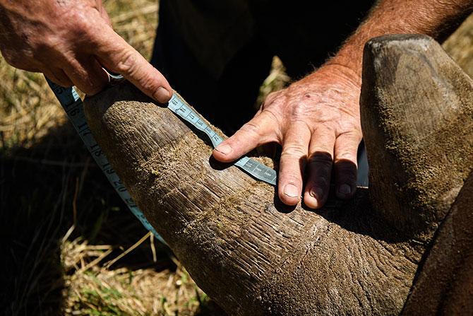 Rhinos endangered dehorning