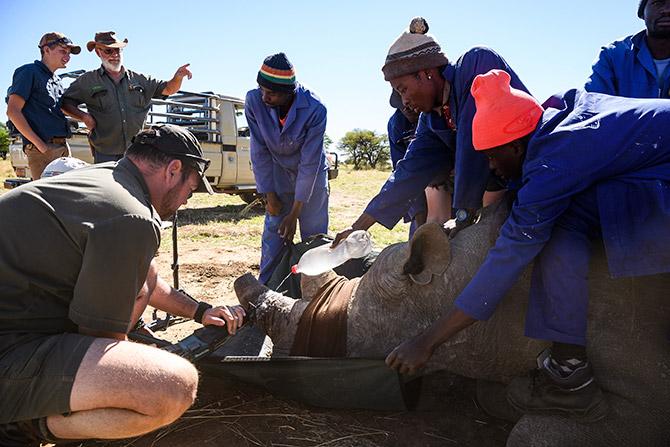 Rhinos endangered dehorning