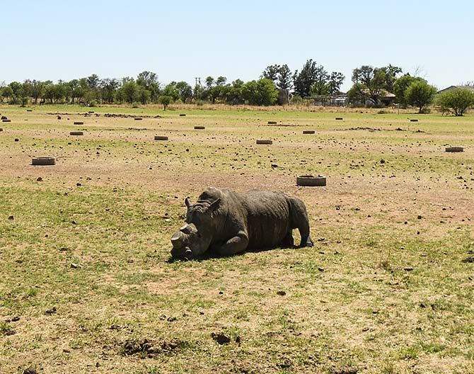Rhinos endangered dehorning