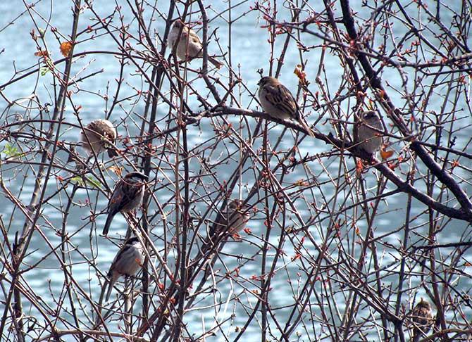 Sparrows