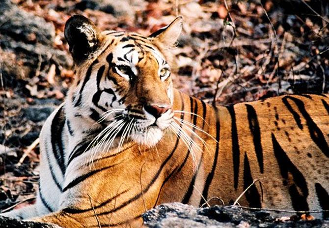 Tiger Pench