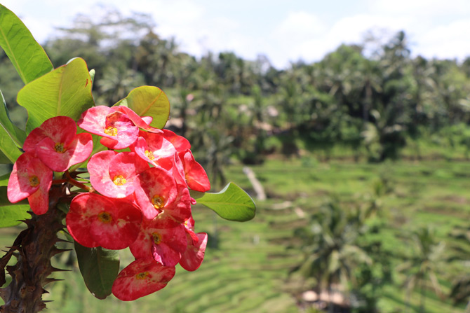 Beautiful Bali