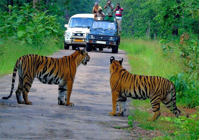 Shriram Prasad shares his best tiger spotting experience in Chandrapur