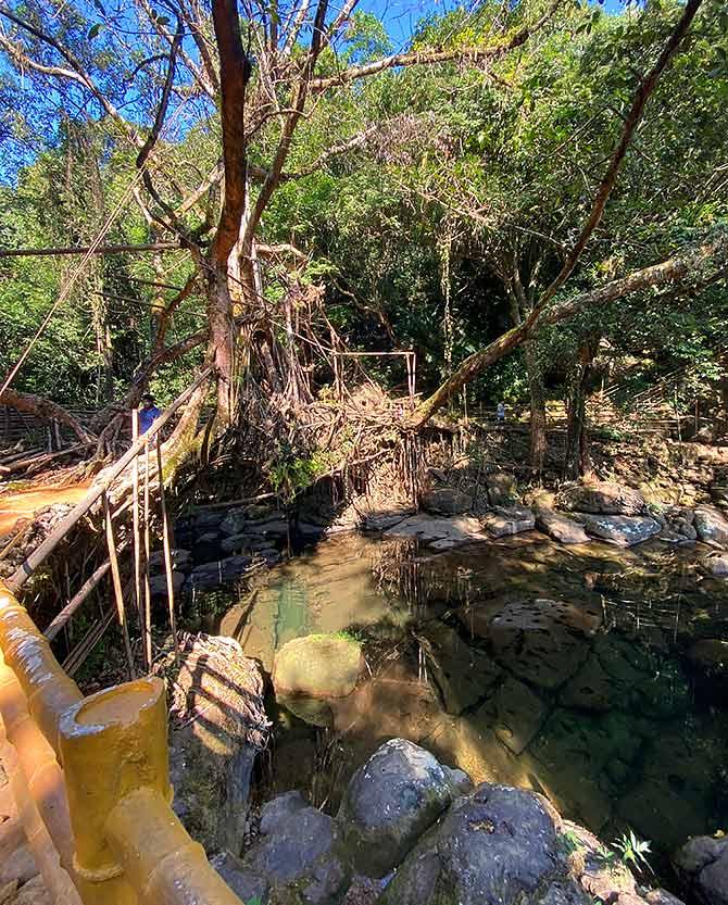 Double decker root bridge in Cherrapunji